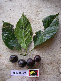 Tetrastigma maluense image