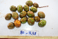 Spondias dulcis image