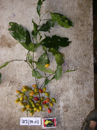 Image Associated With the Occurrence