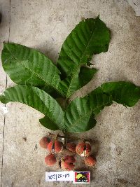 Image Associated With the Occurrence