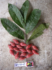 Image Associated With the Occurrence