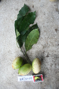 Image Associated With the Occurence