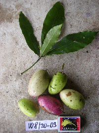 Lepiniopsis ternatensis image