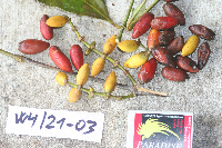 Image Associated With the Occurrence