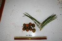 Cycas schumanniana image