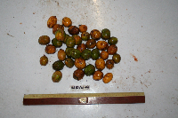 Spondias dulcis image