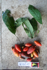 Gnetum latifolium image