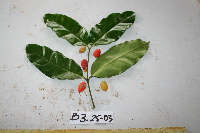 Image Associated With the Occurrence