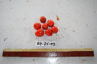 Gonocaryum litorale image