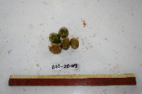 Spondias dulcis image