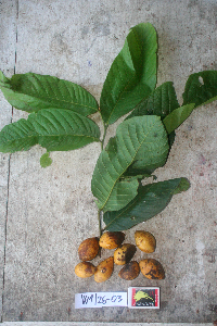 Image Associated With the Occurrence