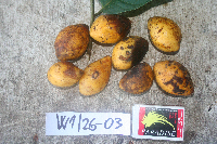 Strychnos minor image