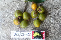 Image Associated With the Occurrence