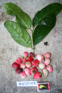 Image Associated With the Occurrence