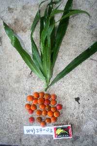 Image Associated With the Occurrence