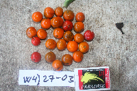 Dracaena angustifolia image