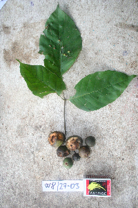 Image Associated With the Occurrence