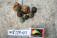 Sandoricum koetjape image