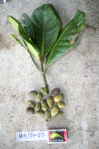 Image Associated With the Occurrence