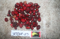 Terminalia microcarpa image