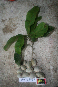 Image Associated With the Occurrence