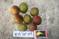 Sandoricum koetjape image