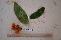 Microcos grandiflora image