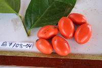 Gonocaryum litorale image