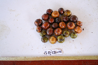 Dracontomelon dao image