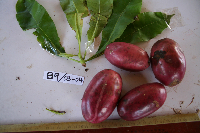 Lepiniopsis ternatensis image