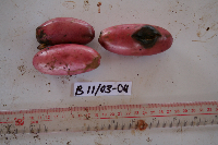 Lepiniopsis ternatensis image