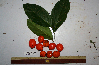 Gonocaryum litorale image