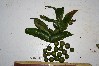 Dracontomelon dao image