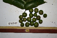 Dracontomelon dao image