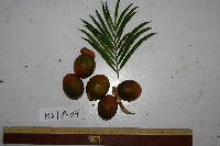 Cycas schumanniana image