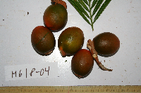 Cycas schumanniana image