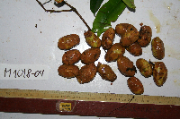 Garcinia assugu image