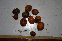 Spondias dulcis image