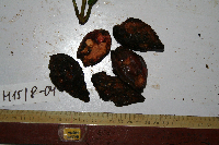 Terminalia complanata image