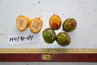 Spondias dulcis image