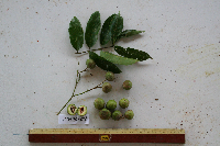 Dracontomelon dao image