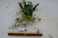 Dracaena angustifolia image