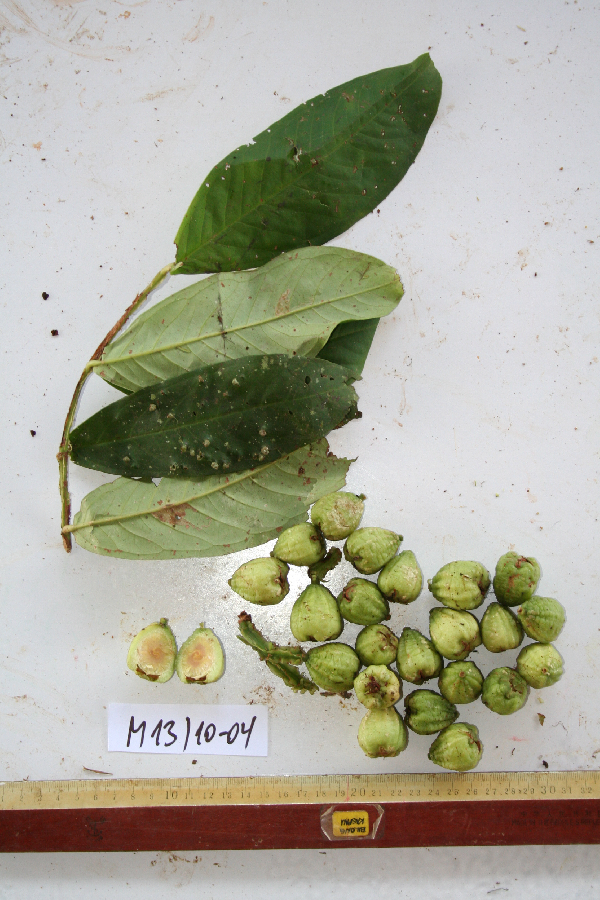 Syzygium pteropodum image