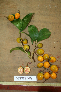 Ternstroemia cherryi image