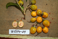 Ternstroemia cherryi image