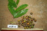 Dracontomelon dao image