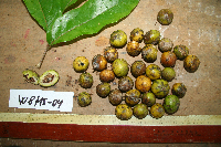 Dracontomelon dao image