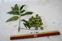 Dracontomelon dao image