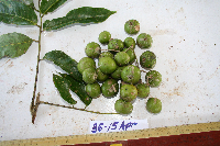 Dracontomelon dao image