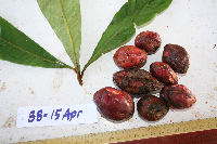 Terminalia complanata image